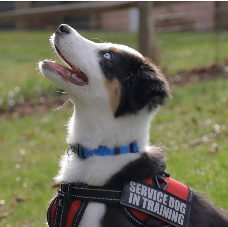 Service Dog In Training